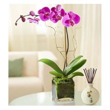 Elegant Orchid (Basic)